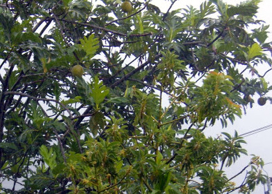 Breadfruit on the Tree in Dominica