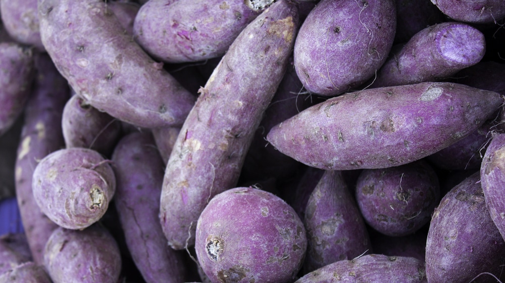 Ube, Purple Sweet Potato Varieties, Purple Yam. Filipino Recipes, PInoy Recipes