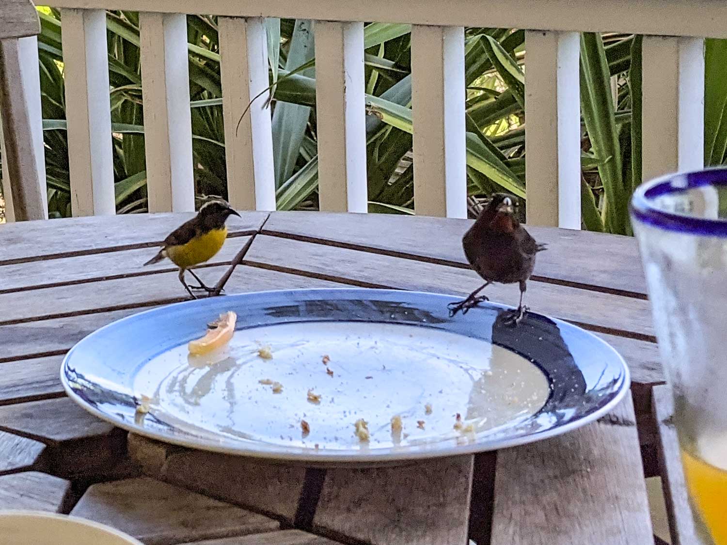 birds at Galley Bay Cottages, Antigua