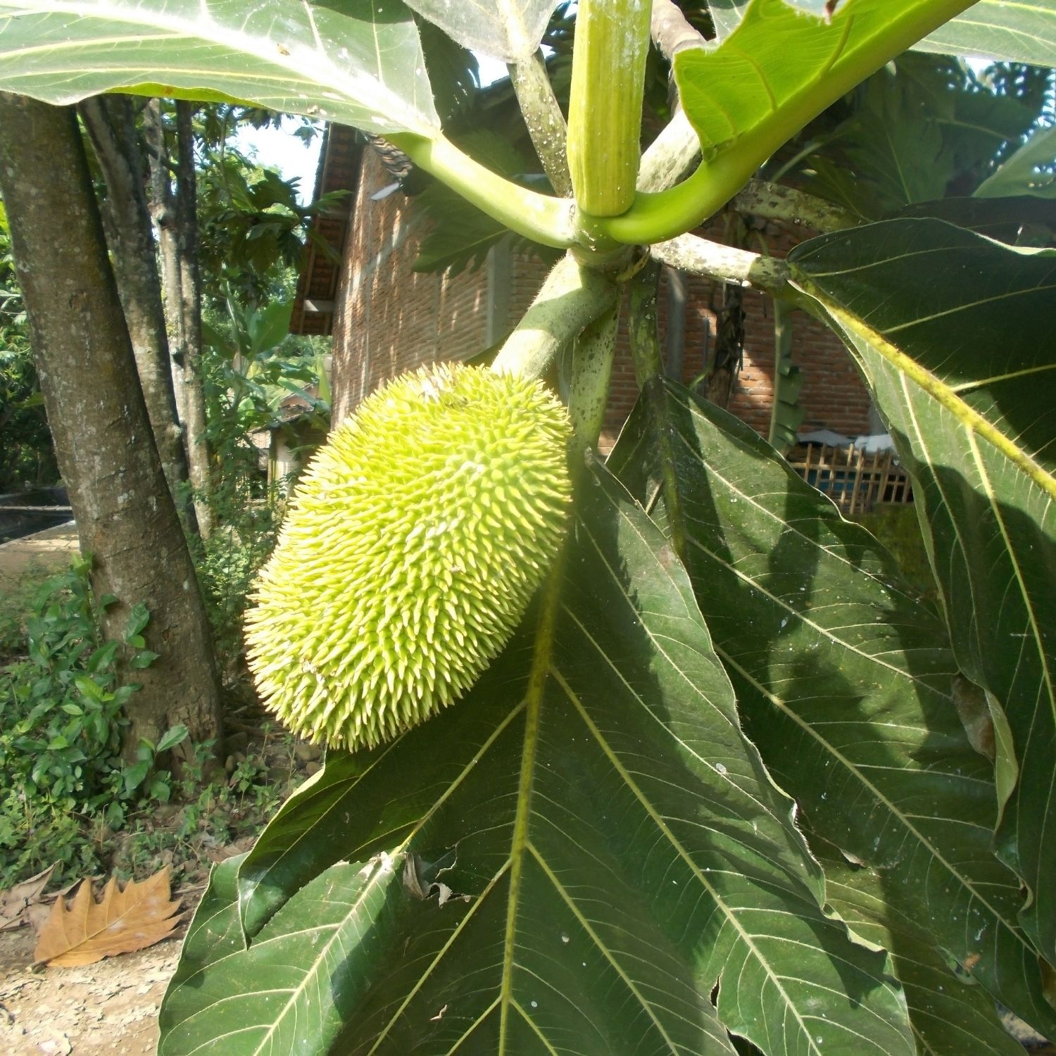 Breadnut Tree