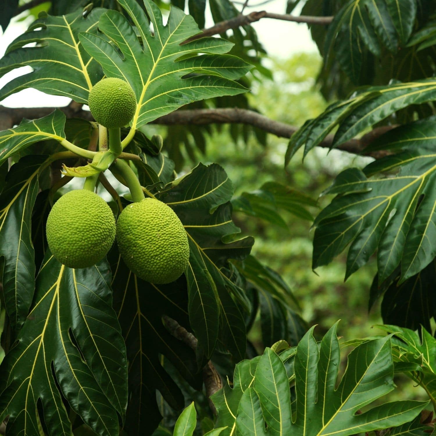 Breadfruit Tree with fruit