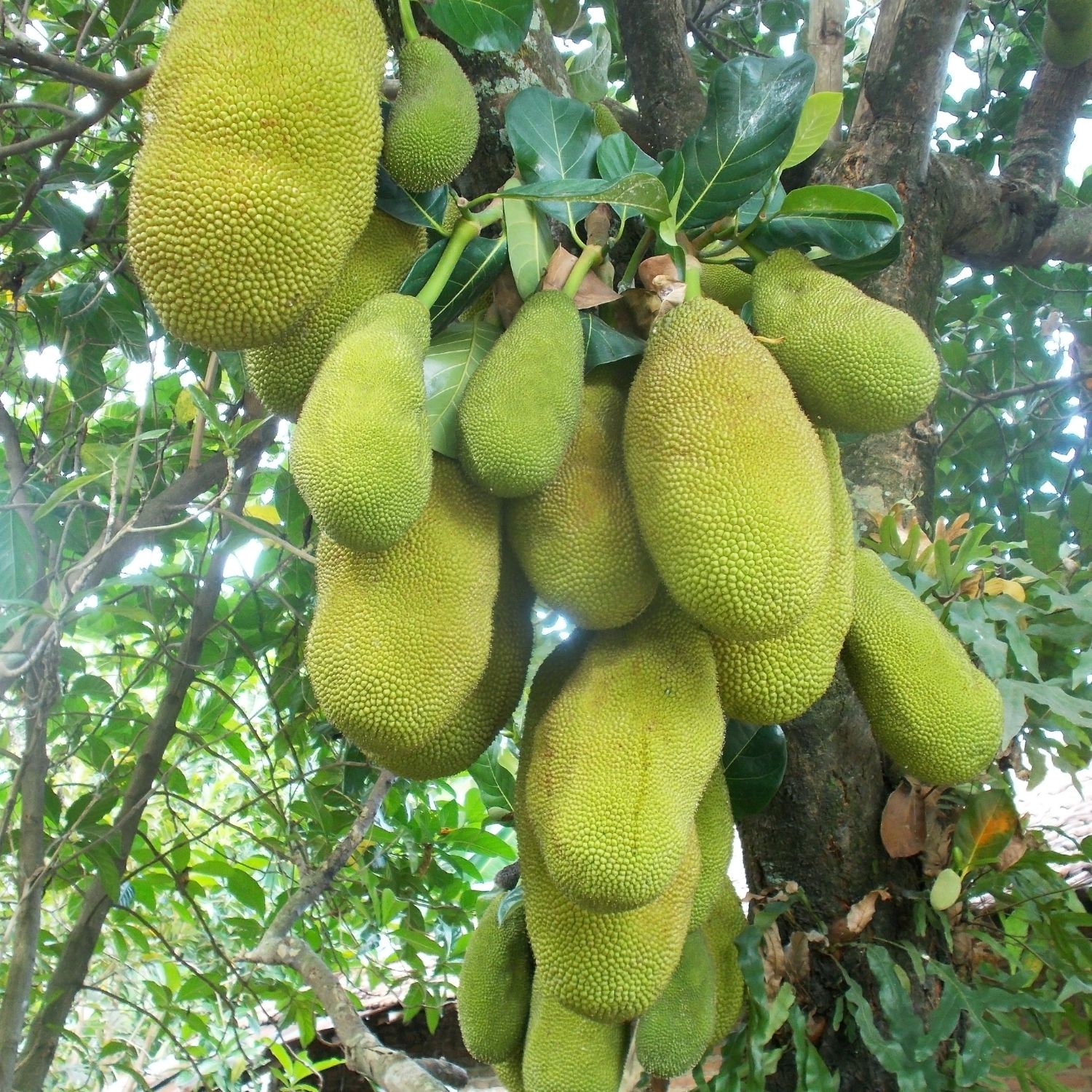 jackfruit tree with large cluster of jackfruit
