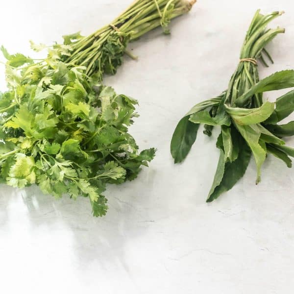 culantro and cilantro - differences and uses