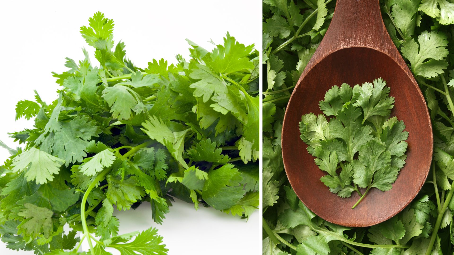 cilantro image for article on culantro vs cilantro