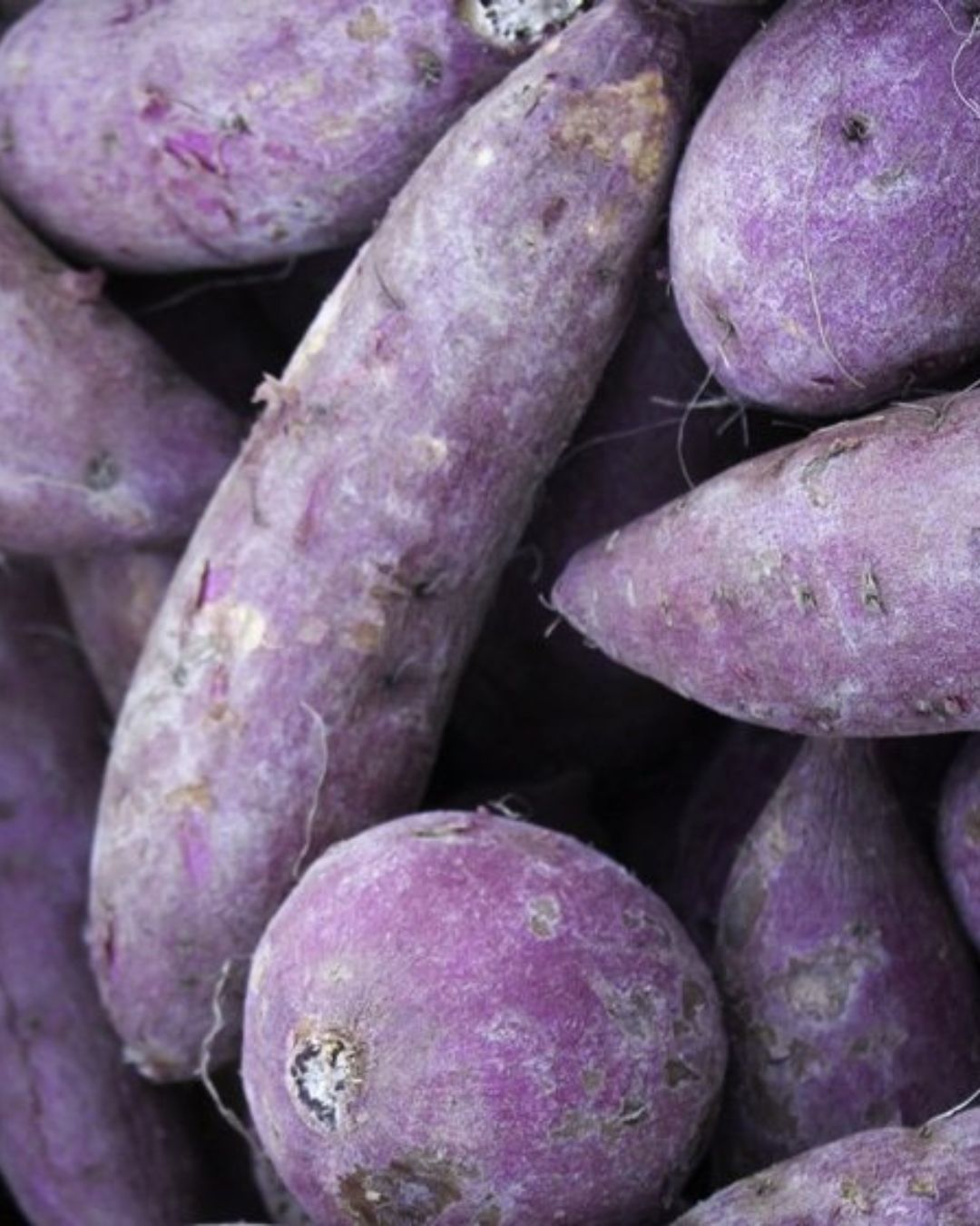 purple yam for ube recipes